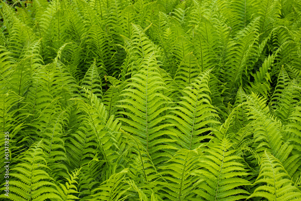 Green fern bush. Top view, no people