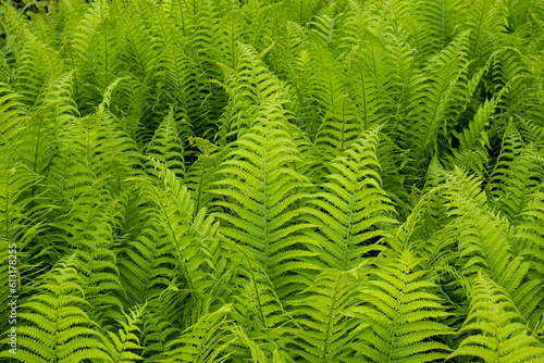 Green fern bush. Top view  no people
