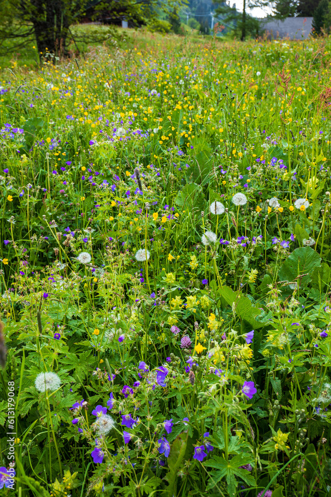 Blooming wildflower on a green pasture in the Swiss Alps. Wide, low-angle view, Sunny summer day, no people Blooming wildflower on a green pasture in the Swiss Alps. Wide, low-angle view, Sunny summer day, no people
