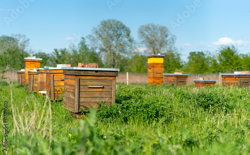 Wooden hives with honey bees in spring green grass rural farm landscape. Eco-firendly green honey production concept.