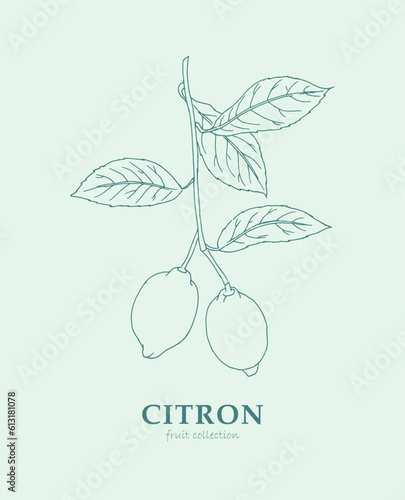 Lemon, citron, logo,lime , lemon branch , line art, sketch, drawing, fruit,  illustration, lemons and leaves, citrus ,  fruits