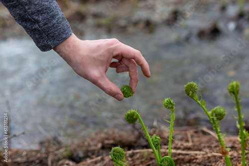 A portrait of a freshly picked  fiddleheads by river of New Brunswick, Canada. photo