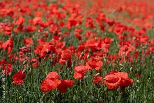 Red wild poppies bloom brightly in a field full of poppies. The sun shines on the flowers
