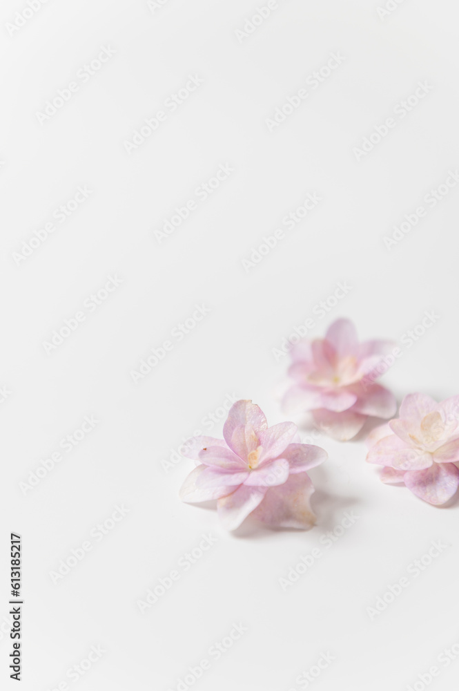 Fototapeta premium 満開のアジサイ