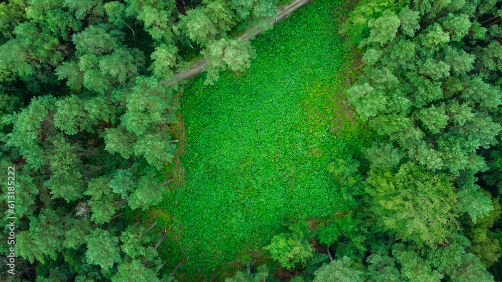 green lea green lea