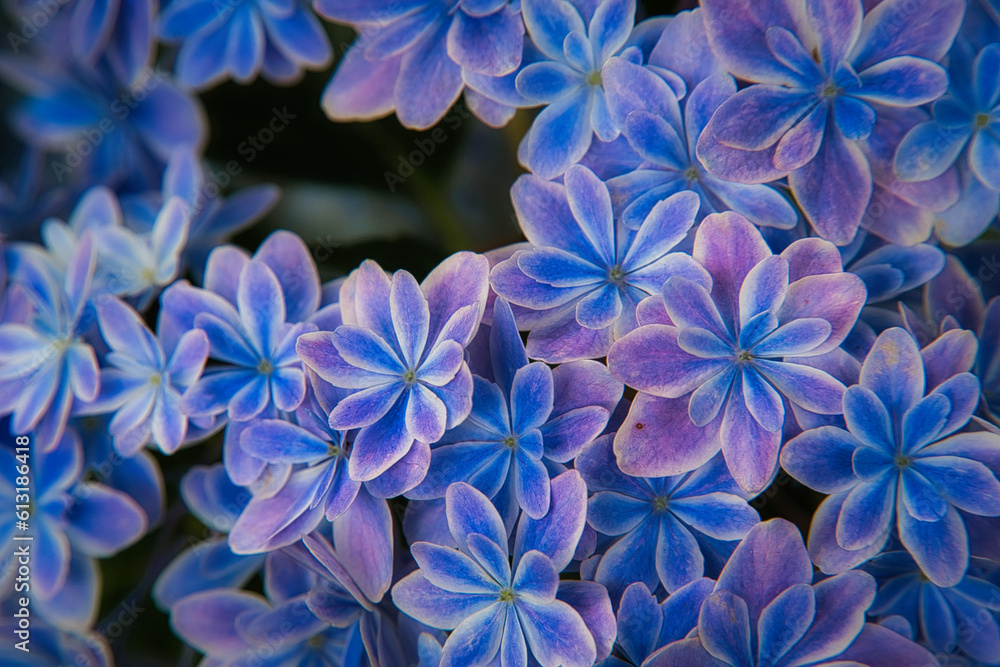 紫陽花 紫陽花