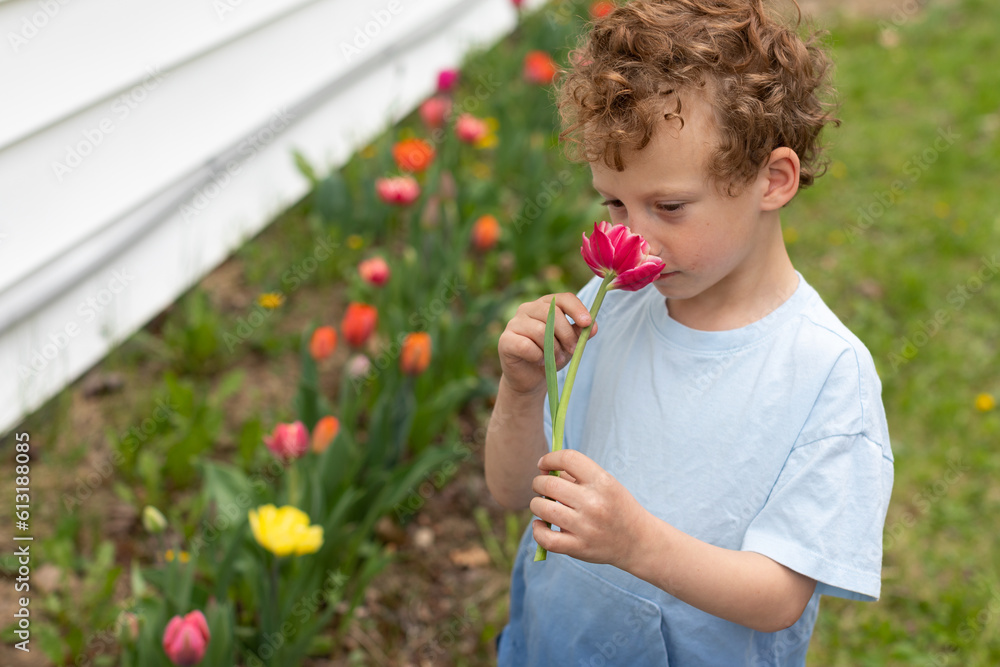 A young boy smelling some freshly picked tulips from the garden. A young boy smelling some freshly picked tulips from the garden.