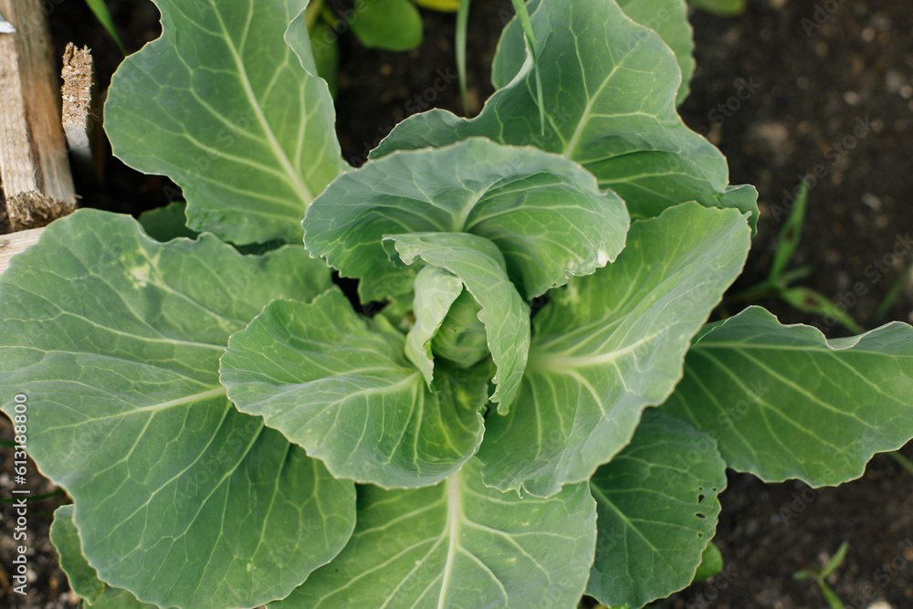 Cabbage growing in urban garden. Cabbage leaves and sprout close up. Home grown food and organic vegetables. Community garden Cabbage growing in urban garden. Cabbage leaves and sprout close up. Home grown food and organic vegetables. Community garden