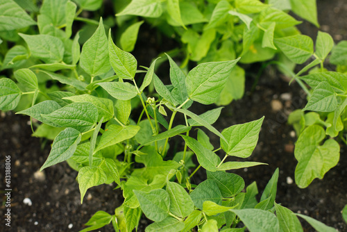 Wallpaper Mural Green beans growing in urban garden. Asparagus bean sprout leaves close up. Home grown food and organic vegetables. Community garden Torontodigital.ca