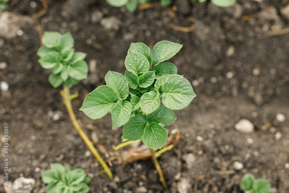 Potatoes growing from soil, urban garden. Sprouts of potato close up. Home grown food and organic vegetable. Community garden Potatoes growing from soil, urban garden. Sprouts of potato close up. Home grown food and organic vegetable. Community garden