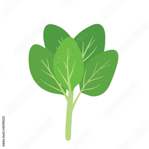 Flat Spinach Hand Drawn Vector Clip Art for Animated Green Leaves Vegetable Illustration