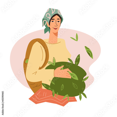 Woman harvesting green or black tea leaves from bush, flat vector illustration isolated on white background. Banner or label, sticker design with for tea packs and teahouse.