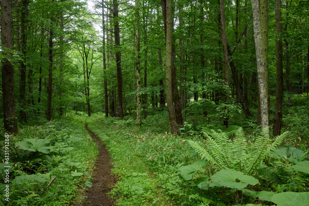Fototapeta premium 苫小牧の森 / Forest in Tomakomai