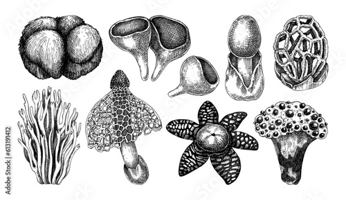 Exotic mushroom sketches. Hand-drawn fungi illustration in vintage style. Exotic forest plant. Weird mushroom drawings isolated white background