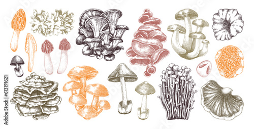 Hand-drawn mushrooms in color. Edible fungus sketches. Fungal protein, mycoprotein source, plant-based food, vegetarian product. Vector illustrations for packaging, menu, banner