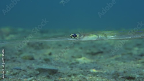 Close up portrait of Bluespotted Cornetfish or Smooth Flutemouth (Fistularia commersonii) swim over sandy bottom at evening time on sunset sun rays, slow motion photo