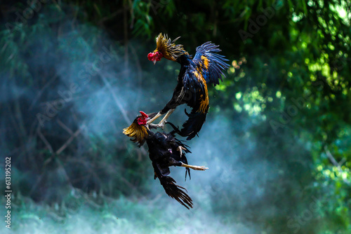 Two cocks fighting. beautiful battle of the Roosters.