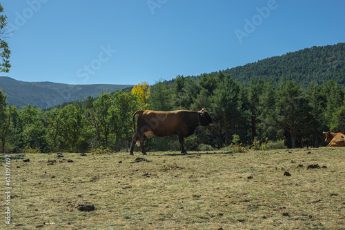 Cow in the mountains