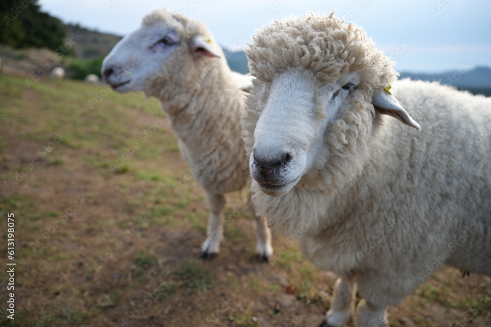 Face of two sheep living on a farm,Close-up picture of  fluffy sheep of the Corriedales breed face, Sheep turn away from the photographer's camera.
