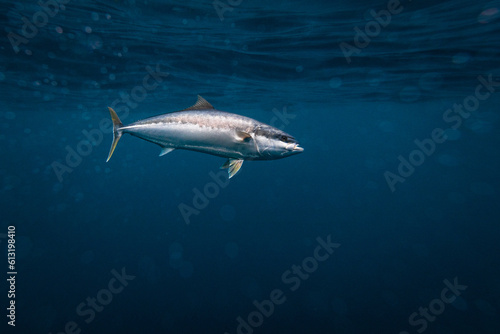 Yellowtail Kingfish swimming in blue ocean water © Nautilus Creative