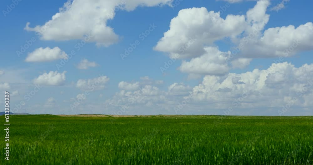 Sunset Over The Wheat Field Green wheat field swaying in the breeze under a blue sky Waltz of the wheat field grass wind First Dance Sunset Over The Wheat Field Green wheat field swaying in the breeze under a blue sky Waltz of the wheat field grass wind First Dance