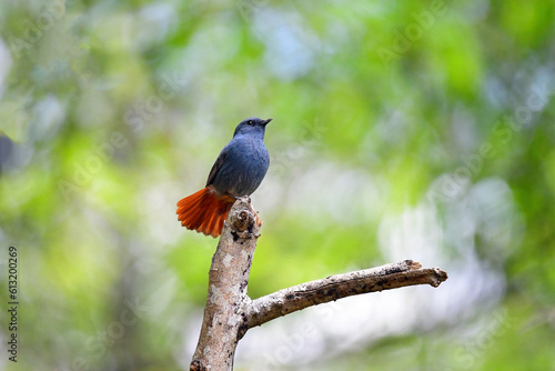 Beautiful bird Plumbeous  water redstart on tree branch