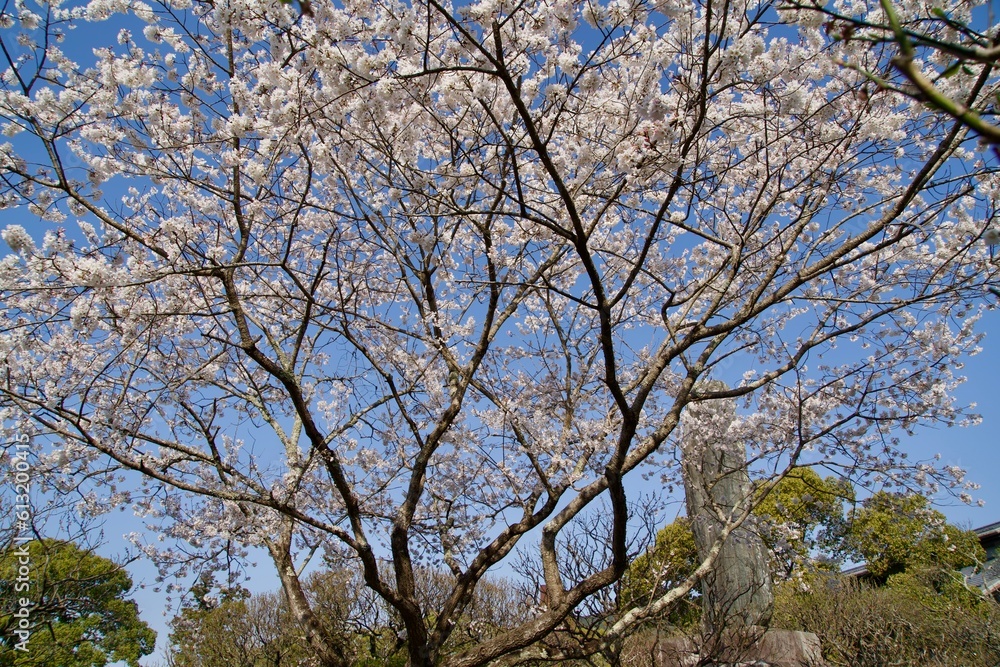 Cherry trees at Dazaifu Tenmangu Shrine Cherry trees at Dazaifu Tenmangu Shrine