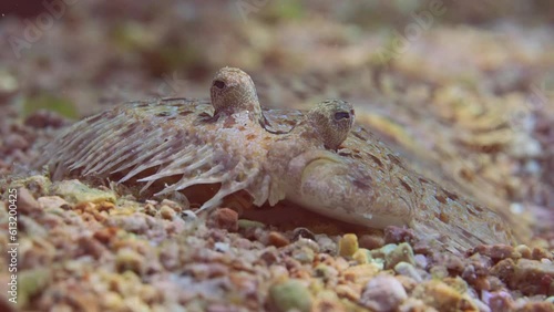 Extreme close-up portrait of Leopard flounder or Panther flounder (Bothus pantherinus) lies on sandy bottom on bright sunrays, front side, slow motion photo