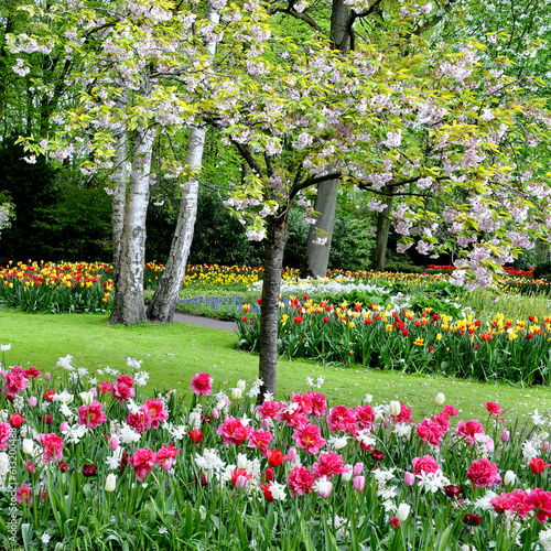 Photography spring in the Keukenhof tulip garden, Amsterdam, Holland, Netherlands