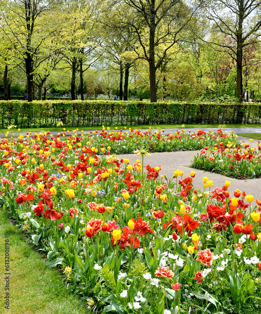 tulips and flowers  in the Keukenhof tulip garden, Amsterdam, Holland, Netherlands