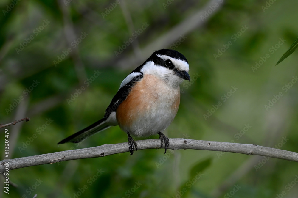 Obraz premium Masked shrike // Maskenwürger (Lanius nubicus) - Evros Delta, Greece