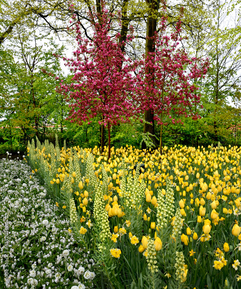 Obraz premium scenic landscapes of Keukenhof tulip garden, Amsterdam, Holland, Netherlands