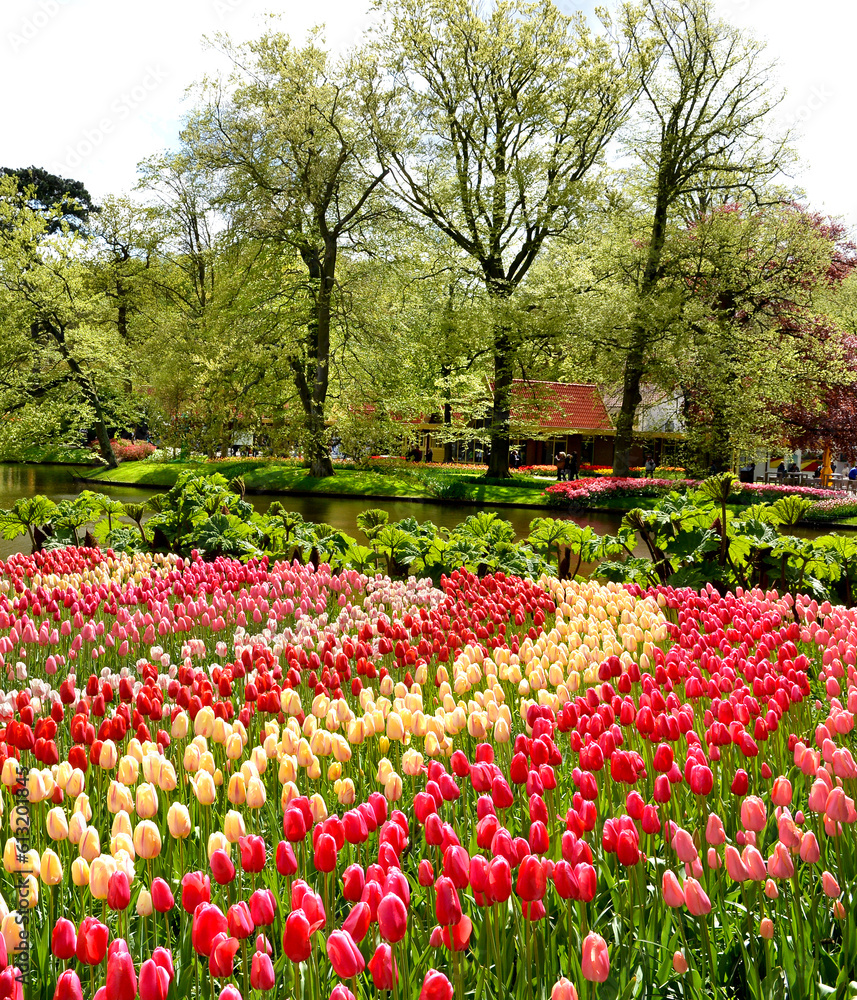 wonderful Keukenhof tulip garden, Amsterdam, Holland