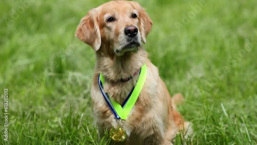 Portrait of a golden retriever with medals and awards on the green grass during a dog show.