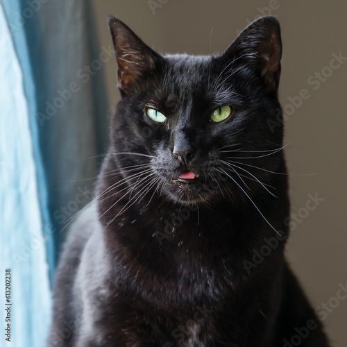 Black cat with a grumpy attitude © James