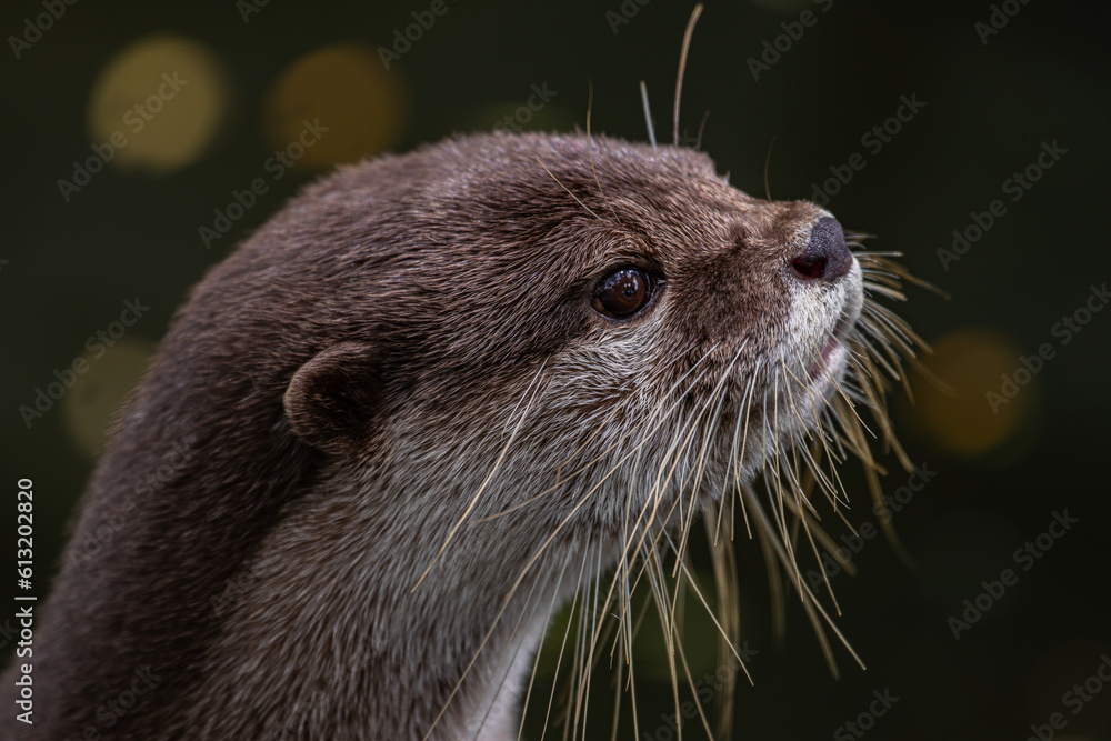 Cute Smooth coated otter (Lutrogale perspicillata) portrait Cute Smooth coated otter (Lutrogale perspicillata) portrait