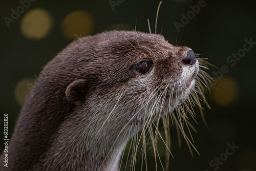 Cute Smooth coated otter (Lutrogale perspicillata) portrait