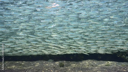 Large school of Hardyhead Silverside fishes swimming in shallow water over sandy bottom at daytime in bright sunbeams, slow motion photo