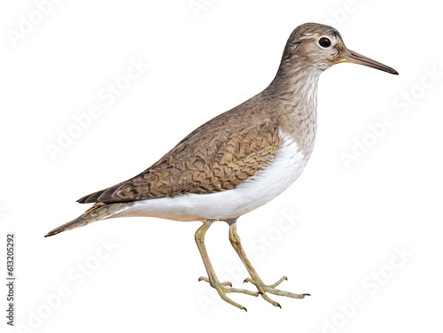 Common sandpiper (Actitis hypoleucos), PNG, isolated on transparent background photo