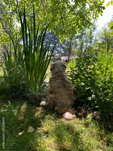 Tibet Terrier  photo