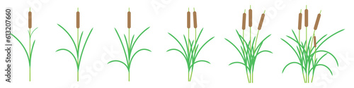 Set Of Reed Grass Illustration