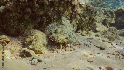 Closeup of Tassled Scorpionfish or Small-scaled Scorpionfish (Scorpaenopsis oxycephala) lies under rock reef on sunny day in sunbeams, Slow motion  photo