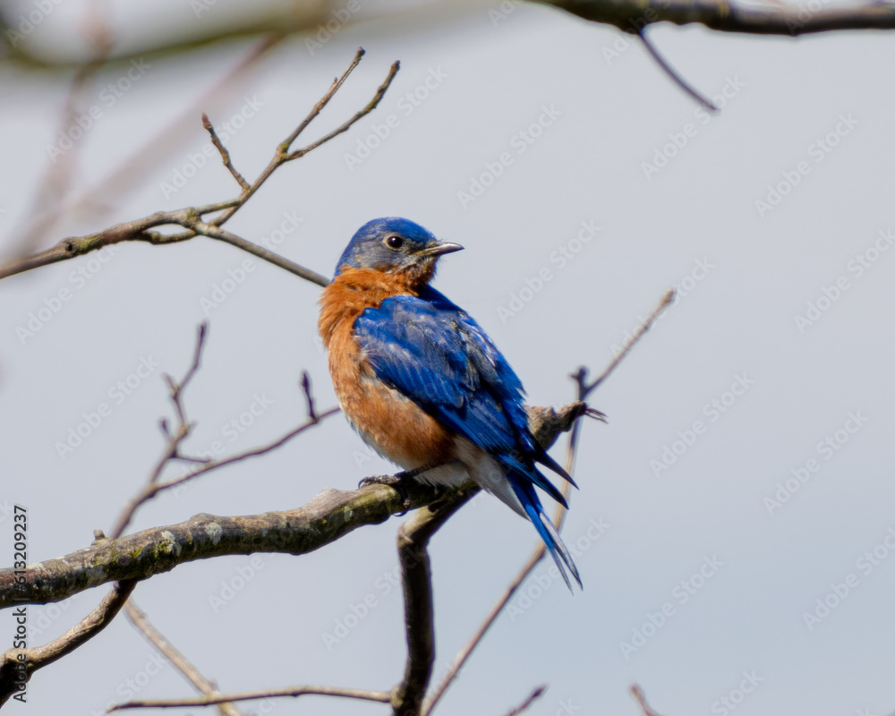 Bluebird at Blackwater Refuge Bluebird at Blackwater Refuge