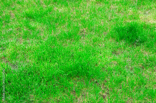 football field. bright lawn. a lot of green grass. big summer meadow 