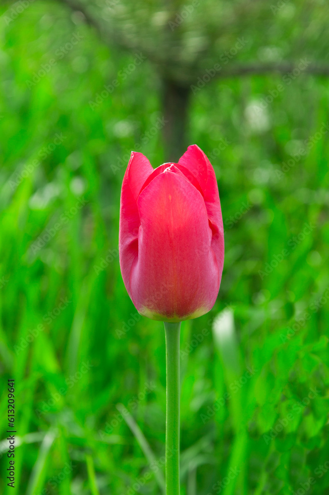pink tulip on a natural background. purple flowers close up. plant with scarlet petals pink tulip on a natural background. purple flowers close up. plant with scarlet petals