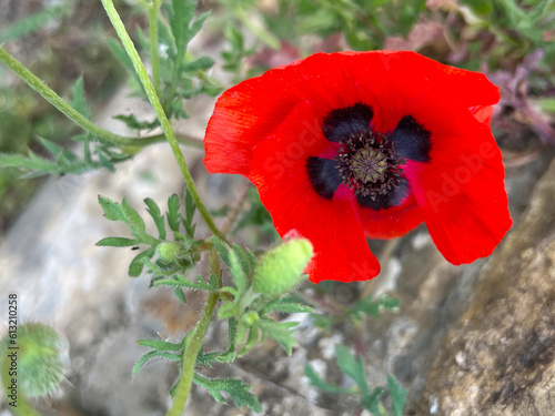 Bright red casciano poppy flower blooming in Tuscany, Italy photo