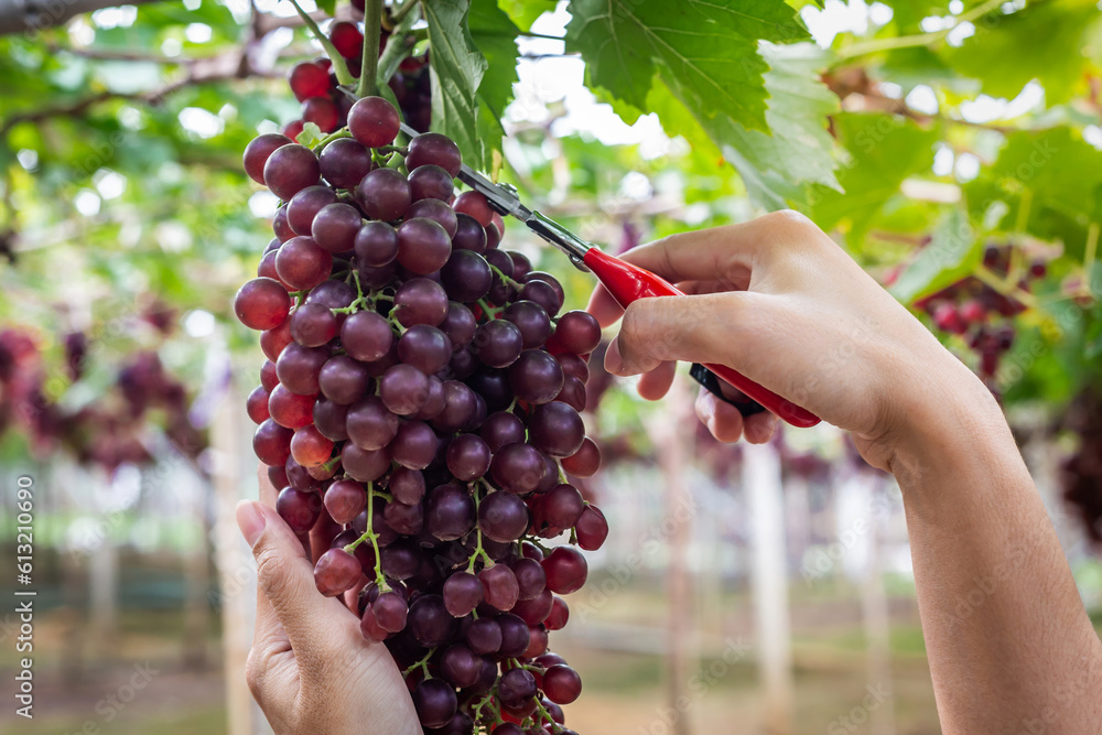 Obraz premium Woman's hand with shears cutting fresh grapes to pick from the vineyard.