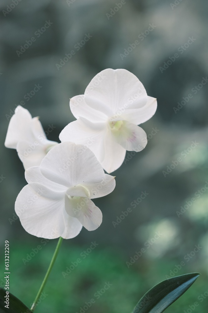 Dendrobium stefanie, dendrobium biggibum , sun orchid with blurry background. White orchid. Anggrek putih