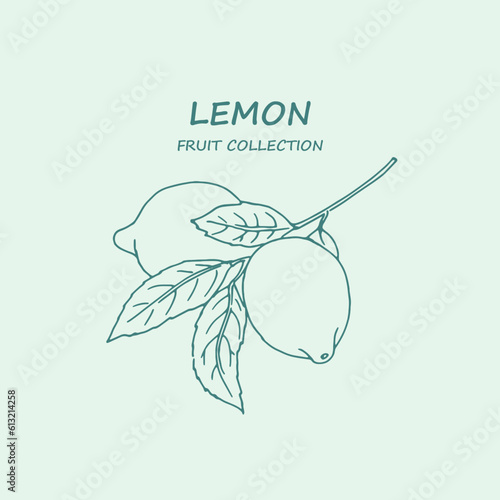 Lemon, citron, logo,lime , lemon branch , line art, sketch, drawing, fruit,  illustration, lemons and leaves, citrus ,  fruits