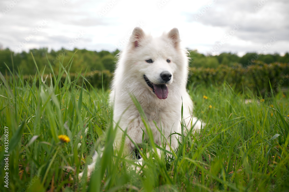 Fototapeta premium A fluffy white dog of the Samoyed breed lies on a green lawn among grass and flowers. A dog is a pet, friend and companion of a person.